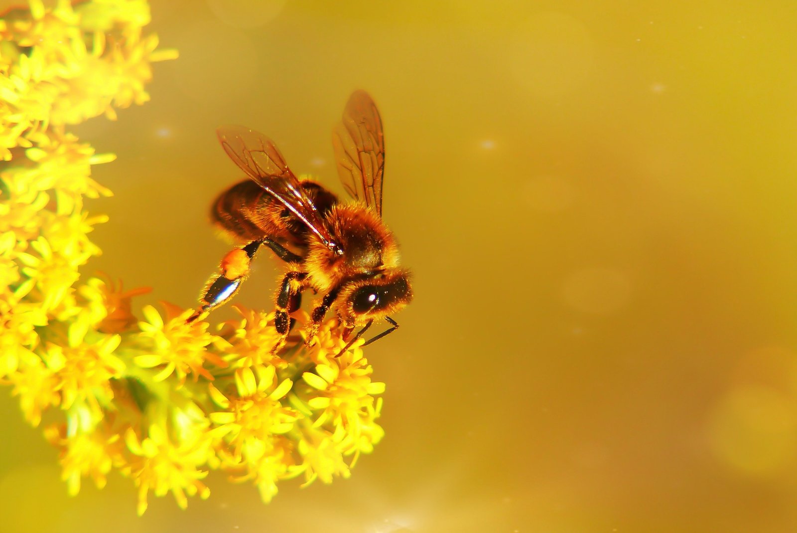 Zero Emissions Gardening by Busy Bees Trees & Gardens