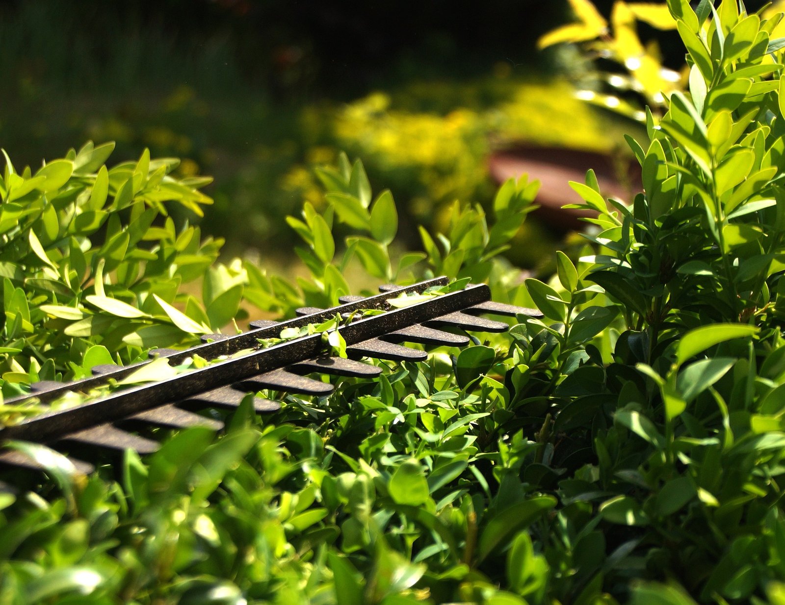 Hedge Cutting by Busy Bees Trees & Gardens